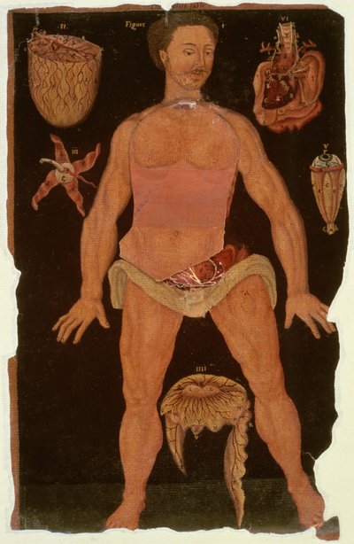 Ms Hunter 364 Table XII Dissection (closed state) from Anatomical Tables, by John Banister by English School